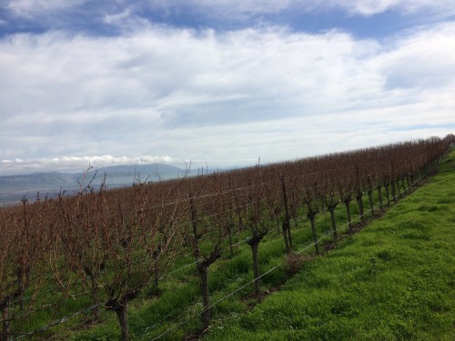 Bianchi Bench Central Coast Vineyard